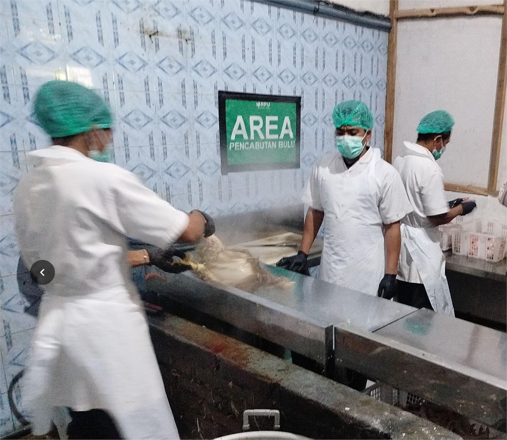 Area pencabutan bulu di RPU Wahyu Utama